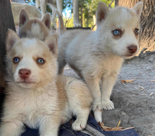 Husky Siberianos