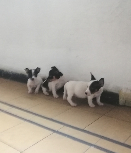Fox Terrier Ratoneros Machos Blanco