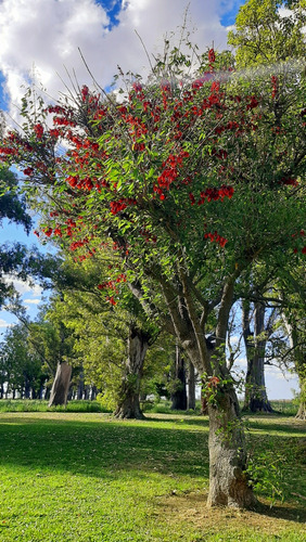 Puesto El Pato Casa De Campo Alquiler Temporal San Antonio De Areco