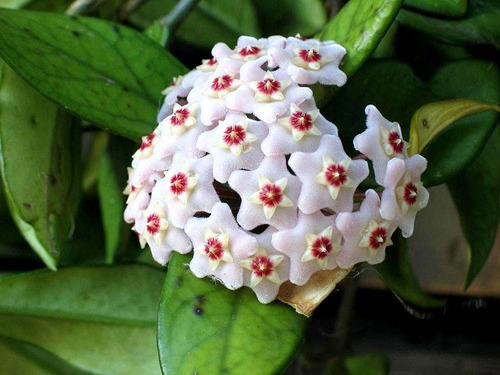 Imagem 2 de 2 de Kit Com Uma Hoya Publicalix Silver Pink E Uma Hoya Carnosa!