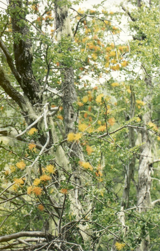 Agrícola Forestal - Inmobiliario En Venta En Tucapel