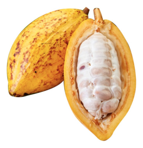 Arbolito De Cacao Criollo