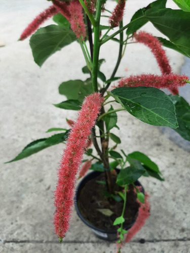 Acalypha Hispida - Rabo De Gato
