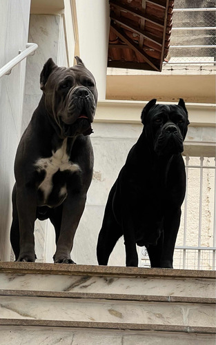 Filhote De Cane Corso Italiano