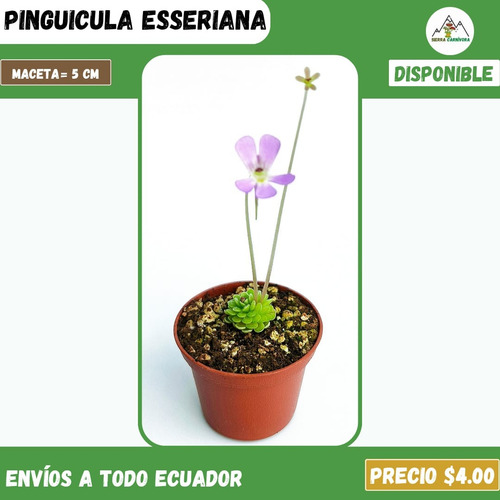 Plantas Carnívoras | Variedad De Géneros Y Especies