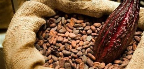 Pelador De Cacao