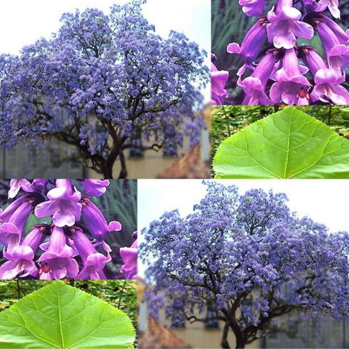 1200 Semillas Paulownia Elongata Arbol Maderable-ornamental