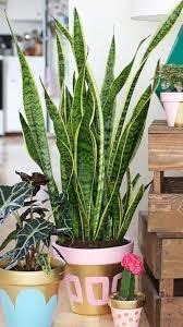 Plantas Cola De Tigre