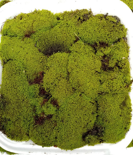 Orgánico Verde Briofita + Soil