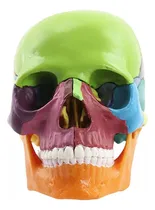 Comprar Modelo De Cráneo Cráneo De Anatomía Cabezas De Cráneo Humano