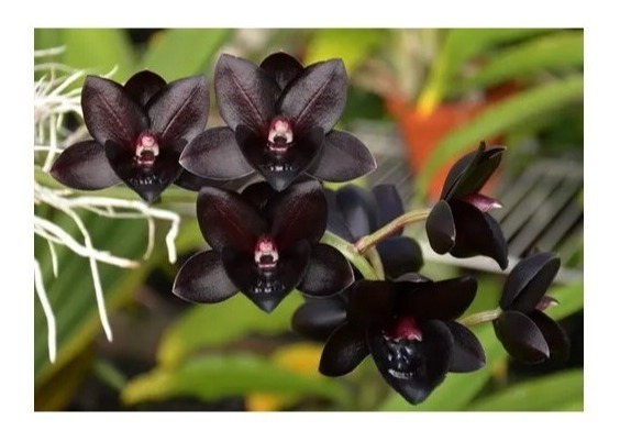 Orquídea Preta Catasetum Preto Fredclarkeara After Dark | Parcelamento sem  juros