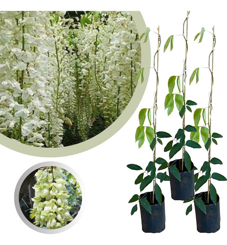 Kit 3-mudas De Jade Branca - Trepadeira Raríssima