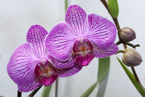 Semillas Phalaenopsis *40 Pzas Y 30 Orquidea De Pobres | MercadoLibre