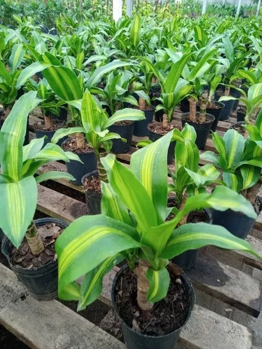 Palo De Agua(massangeana De Tronco) X 15 Unidades Maceta N12
