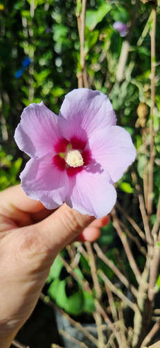 Rosa China Hibiscus Syriacus Envase -15 Litros-