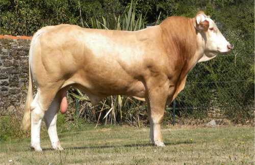 Semen Bovino Blonde D´ Aquitaine - Toro Olinois