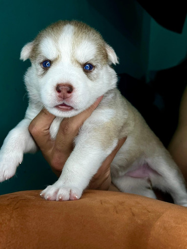 Se Venden Lobo Siberiano Husky