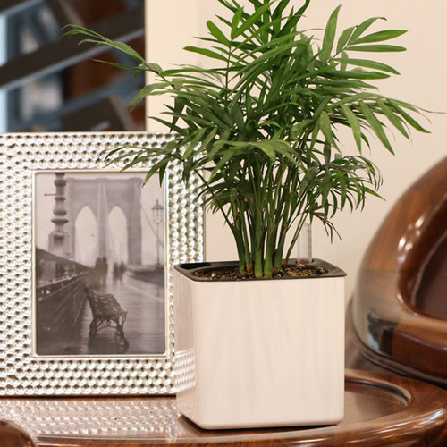 Imagen 3 de 12 de 2 Maceteros Decorativos De Plástico Para Regadera Con
