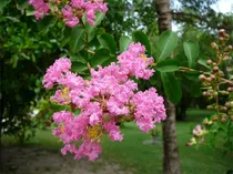 Comprar Semillas De Arbol De Plantas Raras Mas De 200 Semillas De Mi