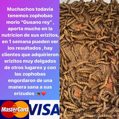 Zophoba Morio