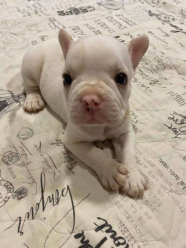 Buldogue Francês Macho - Pedigree Cbkc