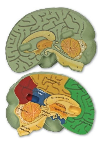 Modelo Codificado Del Cerebro Humano Por Colores / Brain
