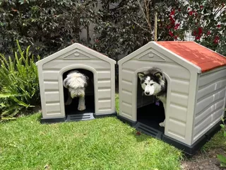 Casa Grande Para Perros Medianos O Grandes