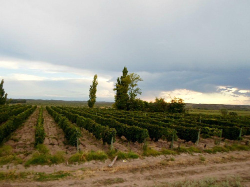 Imagen 2 de 19 de Finca 13 Ha En Cañada Seca - San Rafael