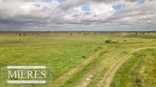 Campo En Rocha Ganadero Agrícola 125ha (ref: Atm-7988)