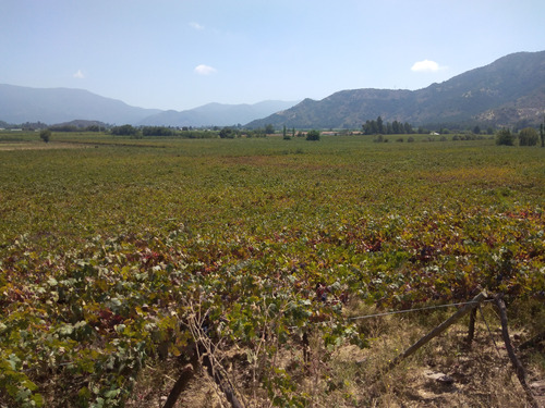 Campo 12 Ha, Plantado, Agua Para Riego. Placilla, Vi R.