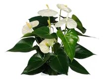 Comprar Planta Viva Anturio Flor Blanca