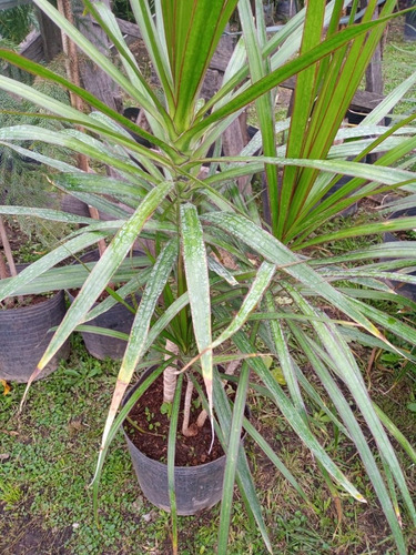 Imagen 5 de 10 de Palmera Marginatta - Hermosa - E.gratis Caba Y Gba