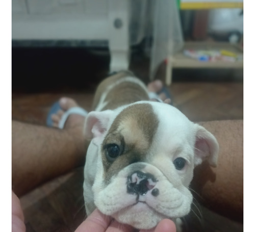 Bulldog Ingles  Hembra