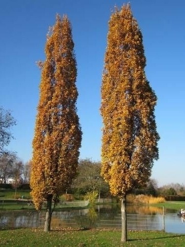 Quercus Robur Roble Fastigiata  2/3mts T6/8cms