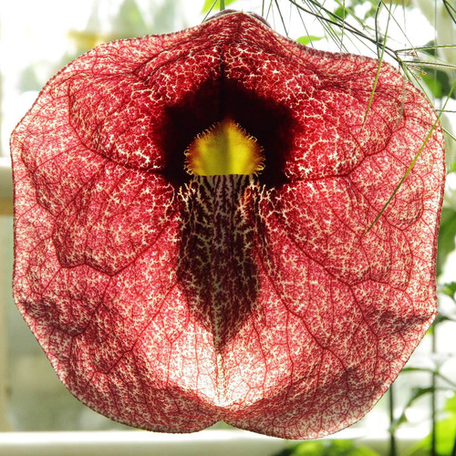 Imagem 1 de 4 de 30 Sementes Papo-de-peru Aristolochia Gigantea Flor Gigante