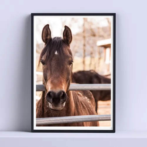comprar Cuadro Caballo Animales Deco 30x40cm Listo P Colgar