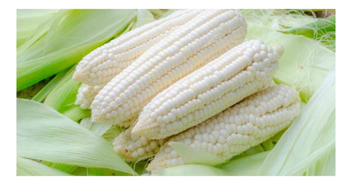 Maiz Para Choclo -semillas (100)