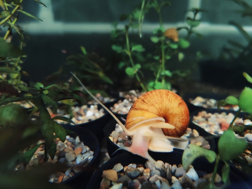 Caracol Manzana