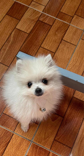 Hermosos Cachorros Pomerania