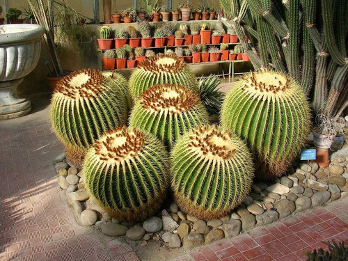 10 Sementes Cactos Bola Cadeira De Sogra Cactus Barril 