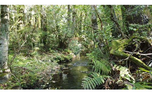 Plot In Pucón, Los Riscos Safe Investment