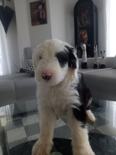 Imagen 10 de 10 de Cachorritos Viejo Pastor Ingles ( Bobtail)