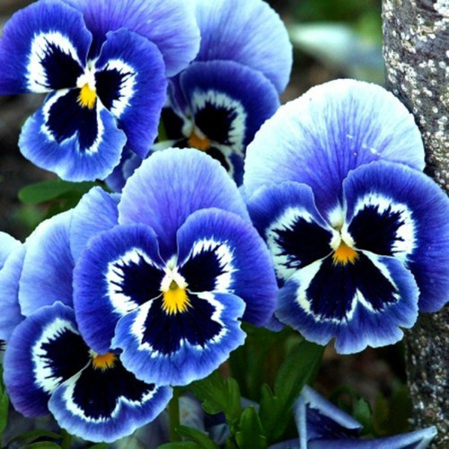 Sementes De Flor Amor Perfeito Azul Gigante Suiço