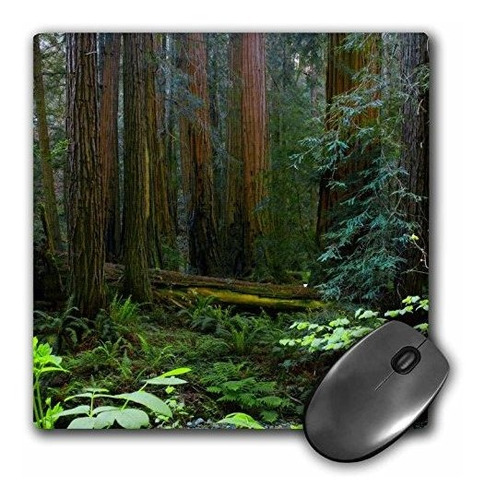 Mouse Pad Redwoods En Muir Woods Nm, California