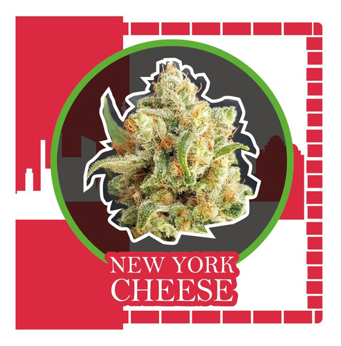 New York Cheese Auto (x1) - Delirium Seeds