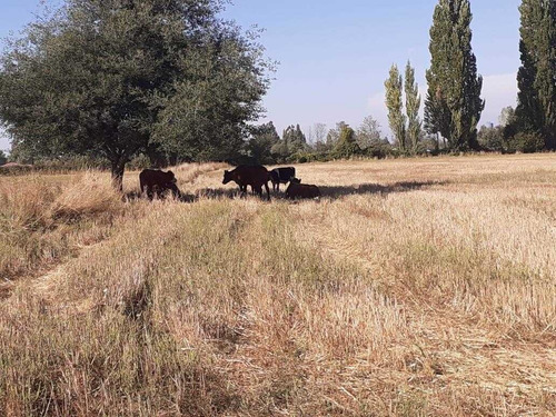 Imagen 10 de 19 de Terreno De 9 Ha En Ñiquen