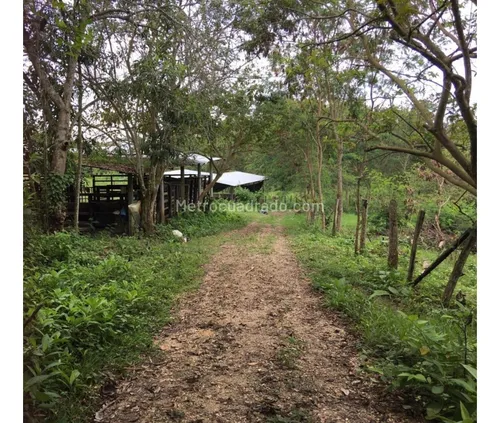 Finca En Venta En Viota Vía A La Mesa 13 Hectareas