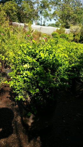Imagen 6 de 9 de Cerco Buxus Sempervirens Bocha 10lts