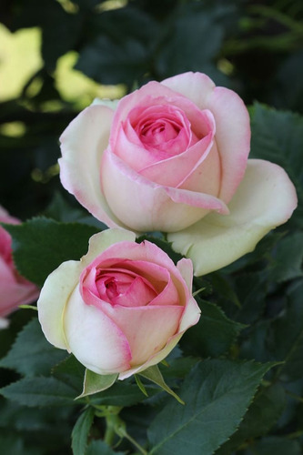Rosa Pierre Ronsard Enredadera Trepadora 2m Premium Delviso