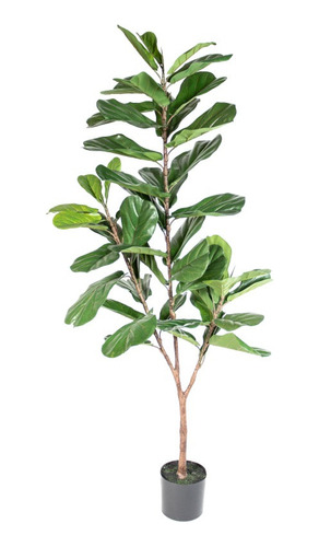 Planta Ficus Lyrata Xl, 150 Cm